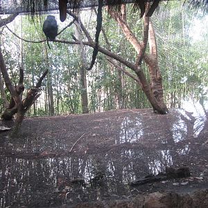 Feb. 2012-Lion-tailed Macaque exhibit