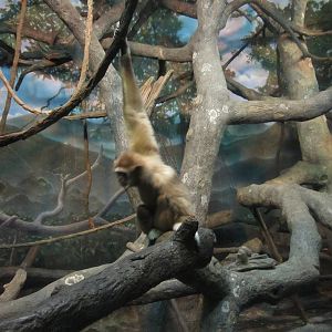 Feb. 2012-White-handed gibbon