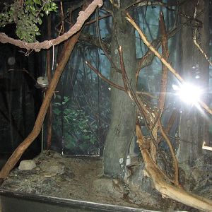 Feb. 2012-Northern Luzon Giant Cloud Rat exhibit