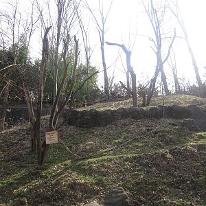 Feb. 2012-Sumatran Orangutan exhibit