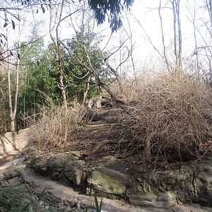 Feb. 2012-Mueller's Gibbon exhibit