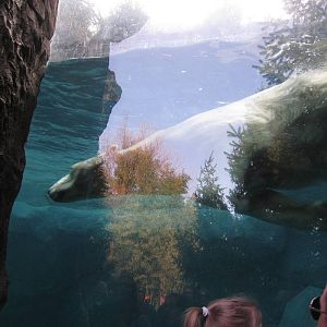 Feb. 2012-Berit(F) swimming at Lords of the Arctic