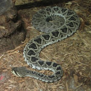 Feb. 2012-Eastern Diamondback Rattlesnake