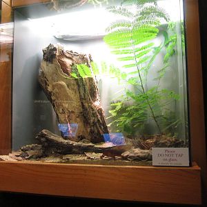 Feb. 2012-Southern Copperhead exhibit