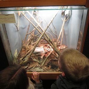 Feb. 2012-Green Anole exhibit