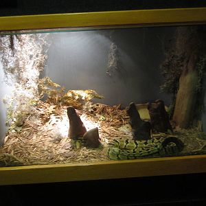 Feb. 2012-Timber rattlesnake exhibit