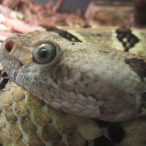 Feb. 2012-Timber Rattlesnake