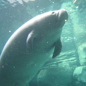 Feb. 2012-Betsy in Manatee Springs