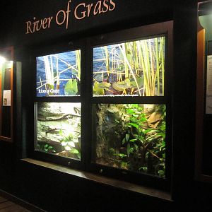 Feb. 2012-Manatee Springs-River of Grass