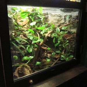 Feb. 2012-Golden Silk Spider exhibit