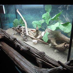 Feb. 2012-Caribbean hermit crab exhibit