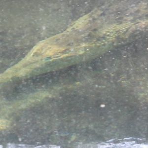 Feb. 2012-Leslie in Manatee Springs