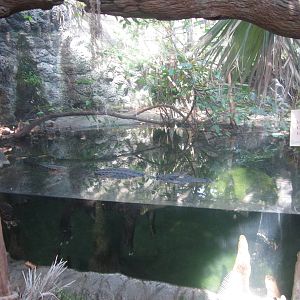 Feb. 2012-American Alligator/Florida Cooter/Spotted Turtle exhibit