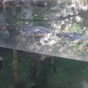 Feb. 2012-American Alligator in Manatee Springs