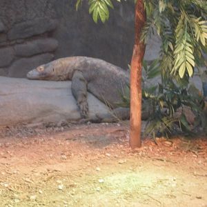 Feb. 2012-Hudo in Dragons!