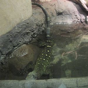 Feb. 2012-Jasper, a Crocodile monitor in Dragons!