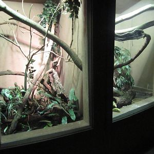 Feb. 2012-Dragons! exhibits