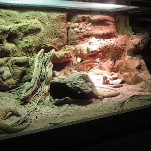 Feb. 2012-Ackies Dwarf Monitor exhibit