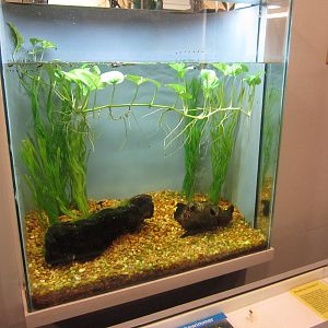 Feb. 2012-Tri-colored Backswimmer exhibit