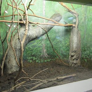 Feb. 2012-Emperor Tamarin exhibit