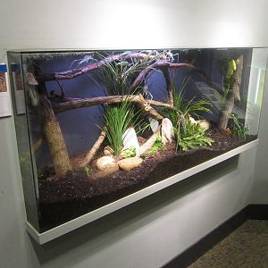 Feb. 2012-Malayan Leaf Katydid exhibit