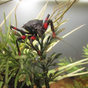 Feb. 2012-Red-eye Assassin Bug in World of the Insect