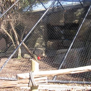 Feb. 2012-Siberian Lynx exhibit