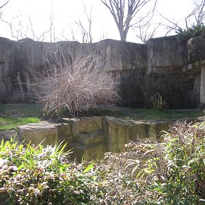 Feb. 2012-Western lowland gorilla exhibit