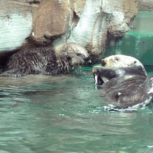 Mama Sea Otter + 4 Week-Old Pup