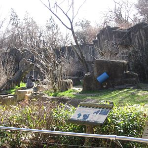 Feb. 2012-Western lowland gorilla exhibit