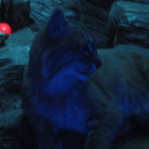 Feb. 2012-Bobcat in Night Hunters