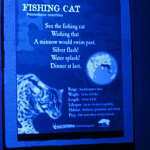 Feb. 2012-Fishing Cat sign at Night Hunters