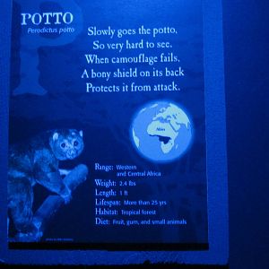 Feb. 2012-Potto Sign at Night Hunters