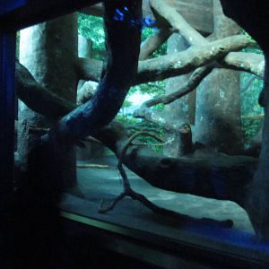 Feb. 2012-Clouded leopard exhibit