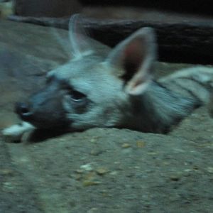 Feb. 2012-Aardwolf in Night Hunters