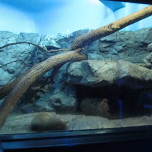 Feb. 2012-Fossa exhibit