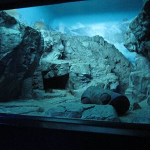 Feb. 2012-Pallas' Cat exhibit