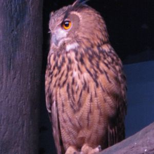 Feb. 2012-Eurasian Eagle Owl in Night Hunters