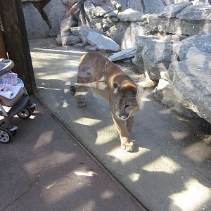 Feb. 2012-Joseph, a Cougar at Night Hunters