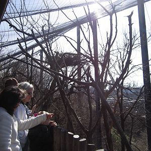 Feb. 2012-Steller's Sea Eagle Nest
