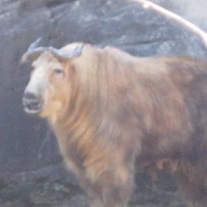 Feb. 2012-Sichuan Takin at Wildlife Cayon