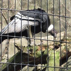 Feb. 2012-Andean Condor in Eagle Eyrie
