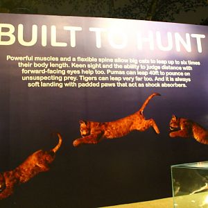 Entrance plaza expansion