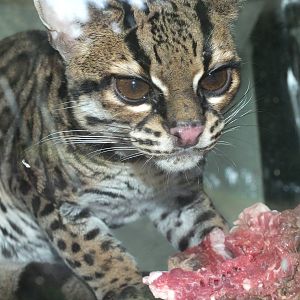 Margay (Leopardus wiedii) at Welsh Mountain Zoo - February 18 2012