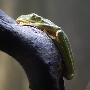Black-eyed tree frog