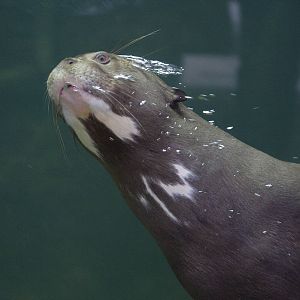 Giant otter underwater