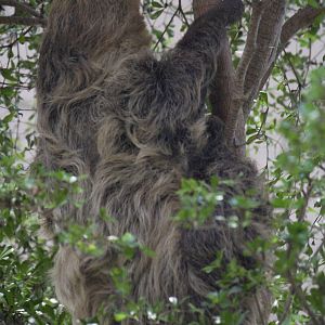 Linnaeus' two-toed sloth