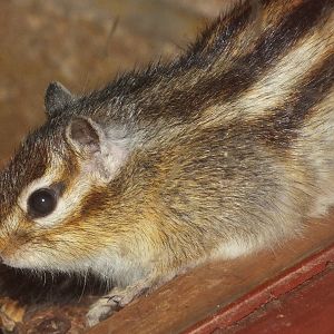 Siberian Chipmunk (Eutamias sibiricus) at South Lakes Wild Animal Park - Ja