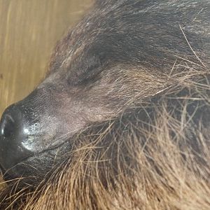 Linnaeus's two-toed sloth (Choloepus didactylus) at South Lakes Wild Animal
