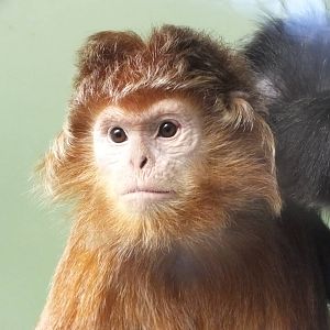 Javan Langur (Trachypithecus auratus) at Howletts Wild Animal Park - Januar